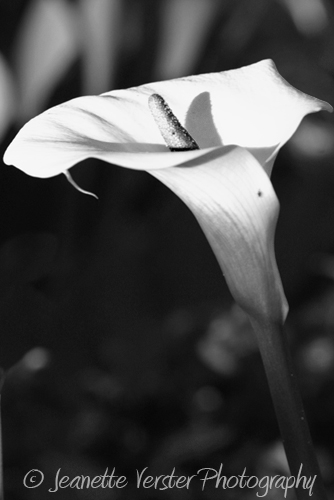 arum-bw