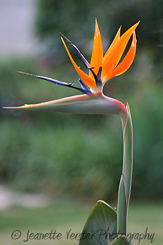strelitzia-double-flower-with-stem