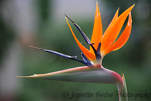 double-strelitzia-flower