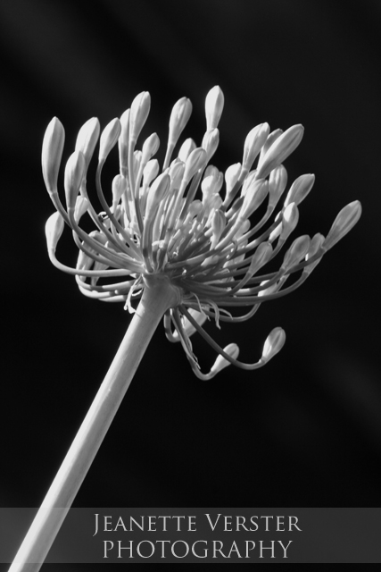 agapanthas-bw