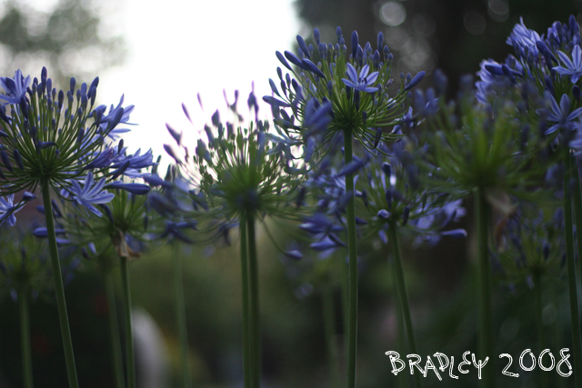 bradley-agapanthas