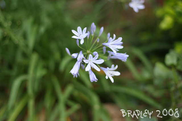 bradley-macro