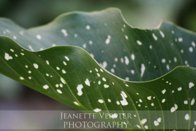 natures-paint-splodges
