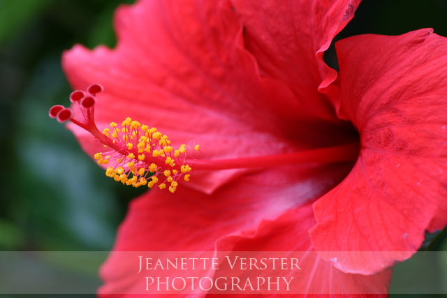 red-hibiscus