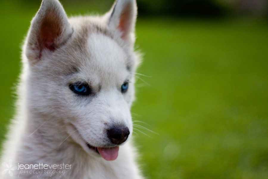 Kimo husky puppy 2